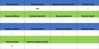 SV2A Recombinant Rabbit mAb (S-4049-16)