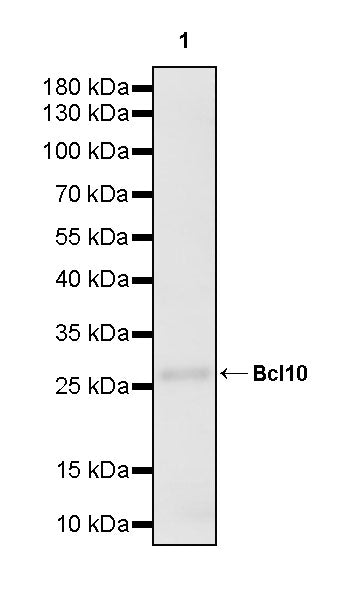 Bcl-10 Rabbit Polyclonal Antibody