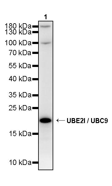 UBE2I / UBC9 Rabbit Polyclonal Antibody