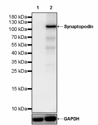 Synaptopodin Recombinant Rabbit mAb (SDT-3331-4)