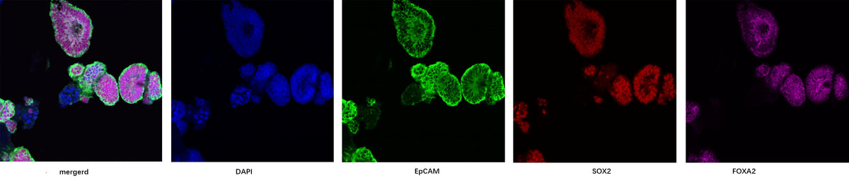 FGF-4 Protein, Human