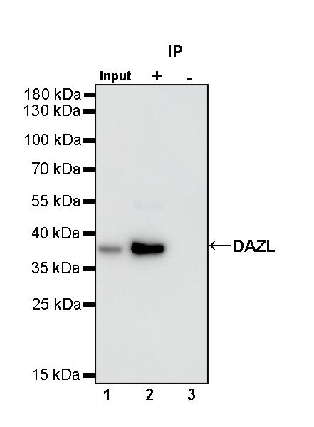 DAZL Rabbit Polyclonal Antibody