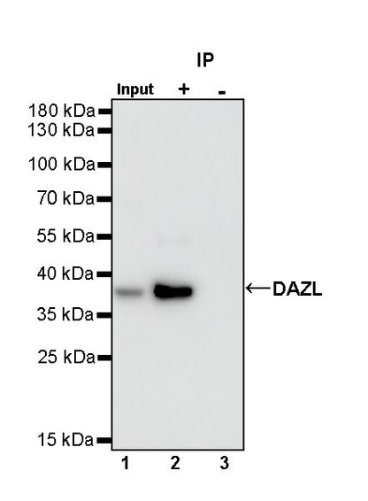 DAZL Rabbit Polyclonal Antibody