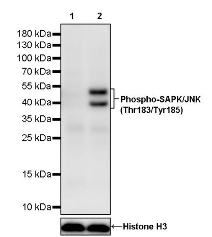 Phospho-SAPK/JNK (Thr183/Tyr185) Recombinant Rabbit mAb (S-3537)