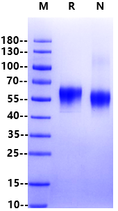 Biotinylated CD19 His&Avi Tag Protein, Human