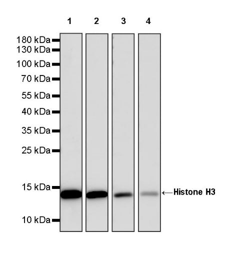 Histone H3 Recombinant Rabbit mAb (HRP Conjugate) (SDT-266-44)