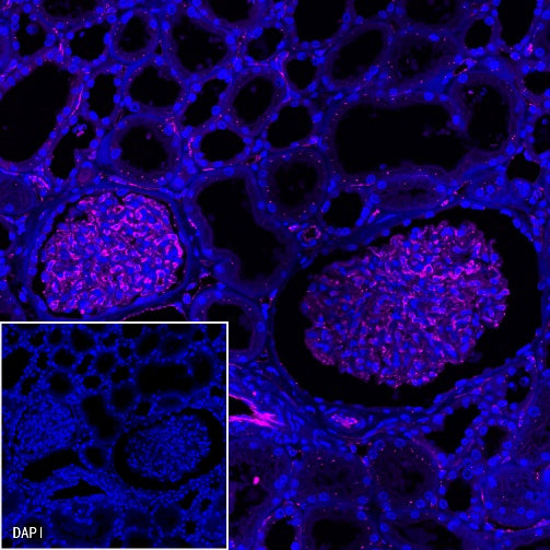 CD31 Recombinant Rabbit mAb (Cy5 Conjugate) (S-008-17)