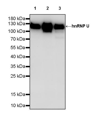 hnRNP U Recombinant Rabbit mAb (S-2375-23)