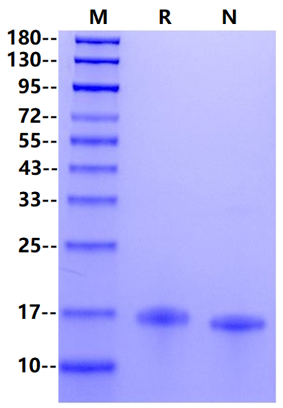 IL-31 Protein, Canine