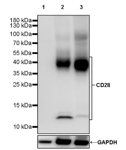 CD28 Recombinant Rabbit mAb (S-1815-10)