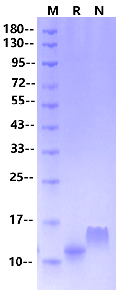 MCP-1/CCL2 Protein, Human