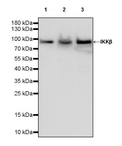 IKKβ Recombinant Rabbit mAb (S-1147-227)