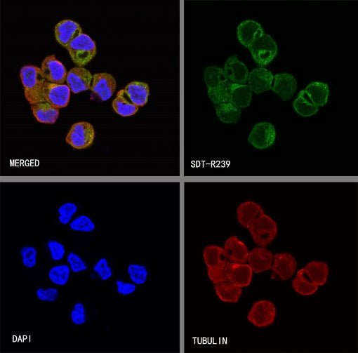 FGFR2 Recombinant Rabbit mAb (S-R239)