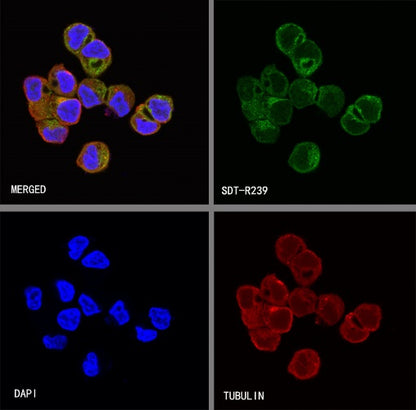 FGFR2 Recombinant Rabbit mAb (S-R239)