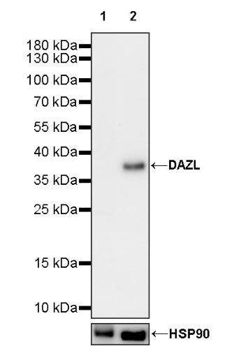 DAZL Recombinant Rabbit mAb (S-1552-6)
