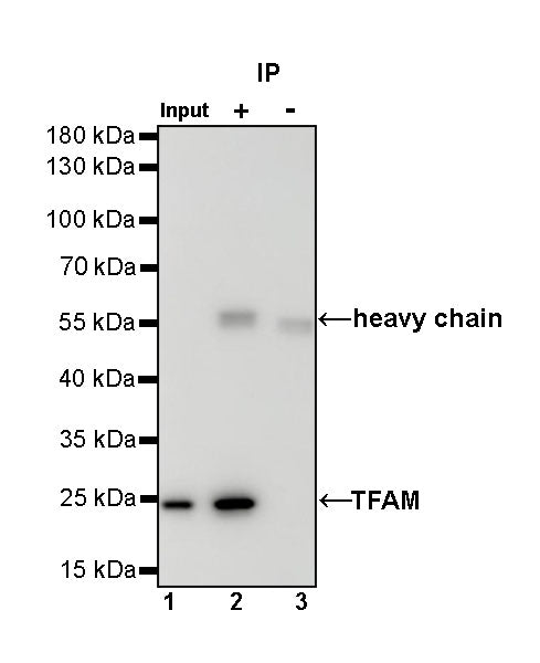 TFAM Recombinant Rabbit mAb (S-1018-53)