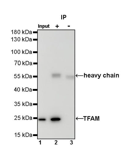 TFAM Recombinant Rabbit mAb (S-1018-53)