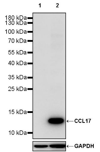 CCL17 Recombinant Rabbit mAb (S-1847-7)