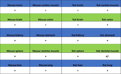 α/β-Tubulin Antibody Rabbit Polyclonal Antibody