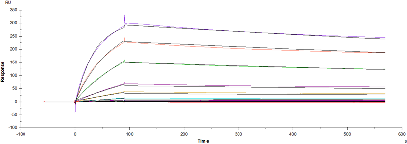 Spike RBD His Tag, SARS-CoV-2  (BA.4 /Omicron)