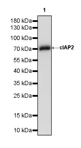 cIAP2 Recombinant Rabbit mAb (S-2483-8)