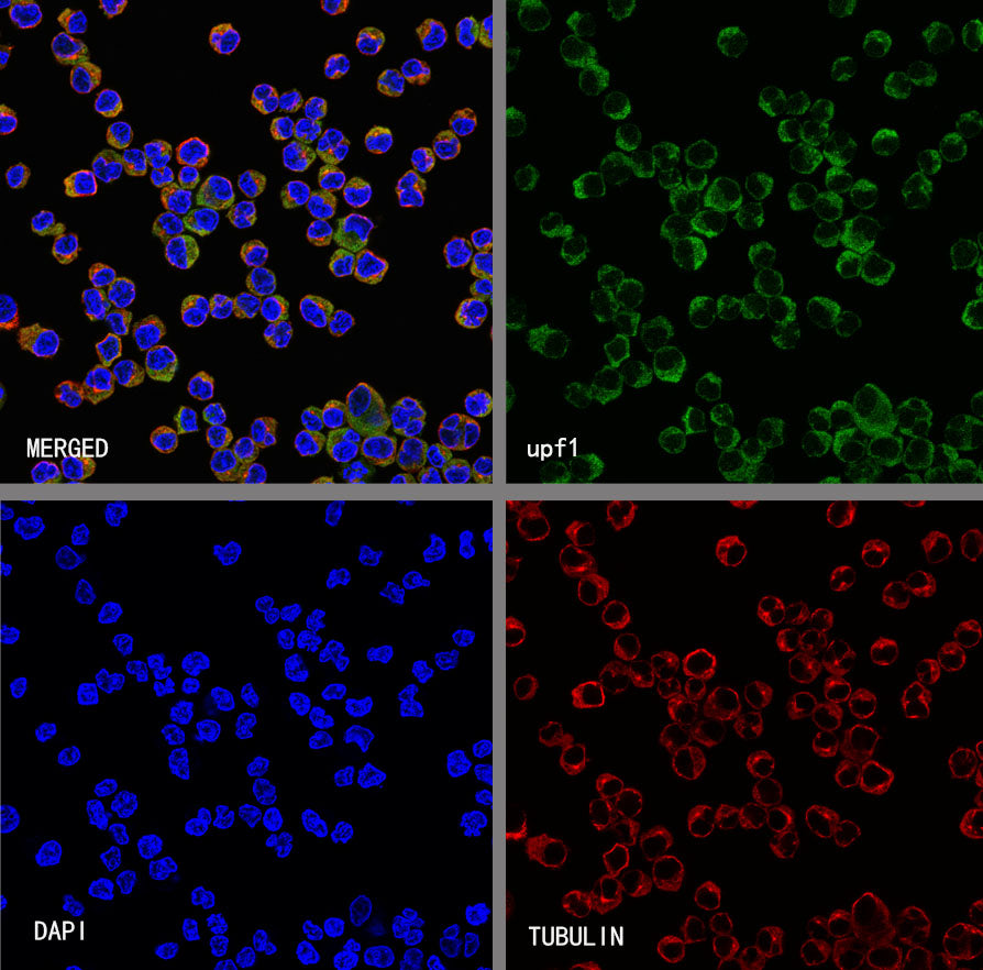 Upf1 Rabbit Polyclonal Antibody