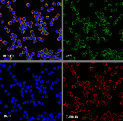 Upf1 Rabbit Polyclonal Antibody