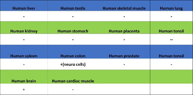 CD56 Recombinant Rabbit mAb (SDT-2427-1)