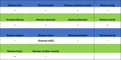 CD56 Recombinant Rabbit mAb (SDT-2427-1)