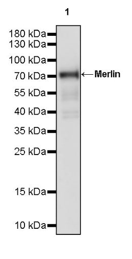 Merlin Recombinant Rabbit mAb (S-2331-22)
