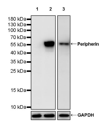 Peripherin Rabbit Polyclonal Antibody