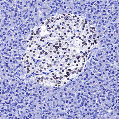 NeuroD1 Recombinant Rabbit mAb (SDT-3843-59)