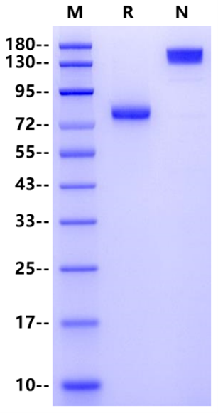 CD4/LEU3 Fc Chimera Protein, Human