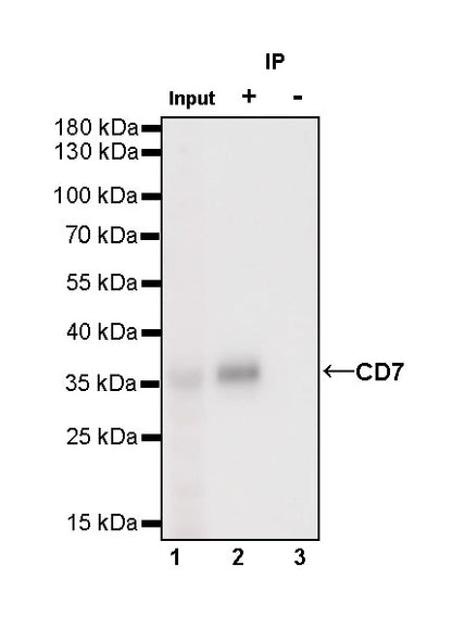 CD7 Recombinant Rabbit mAb,PBS Only (SDT-R165)