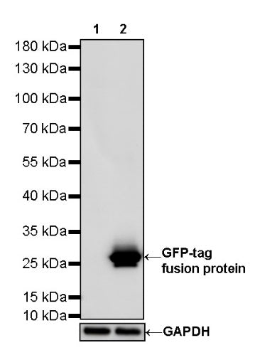 GFP Recombinant Rabbit mAb (S-296-32)