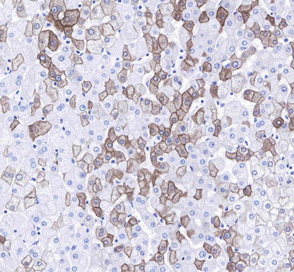 Keratin 8 Recombinant Rabbit mAb,PBS Only (SDT-016-46)