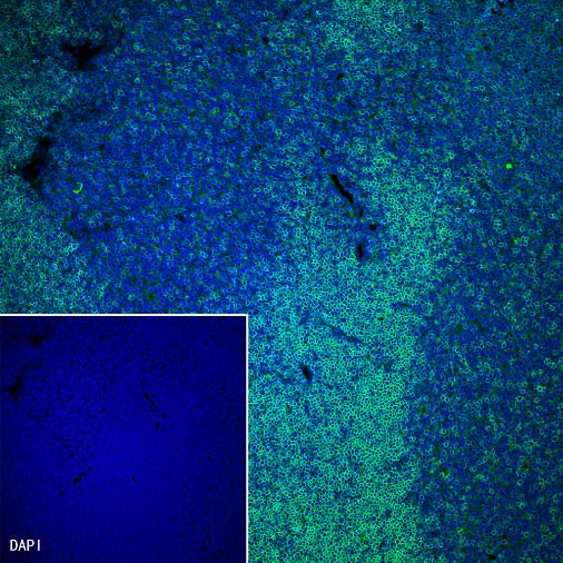 CD8α Recombinant Rabbit mAb (Alexa Fluor® 488 Conjugate) (SDT-142-52)