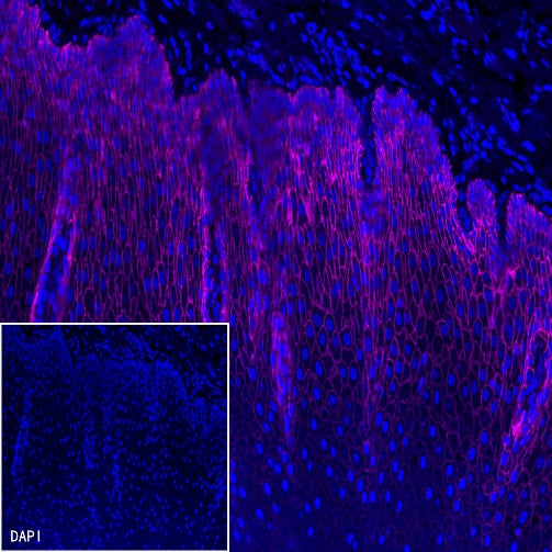 Goat Anti-Mouse IgG (H+L) (min X Hu, Bov, Hrs Sr Prot) (Alexa Fluor® 647 Conjugate)