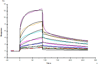 CD7 Ligand/SECTM1 Fc Chimera Protein, Human