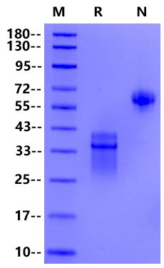 IL-12 Protein, Human