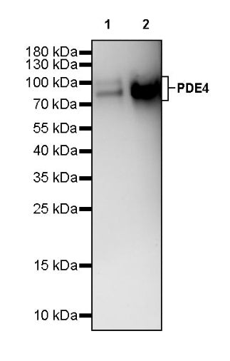 PDE4 Recombinant Rabbit mAb (S-2598-147)