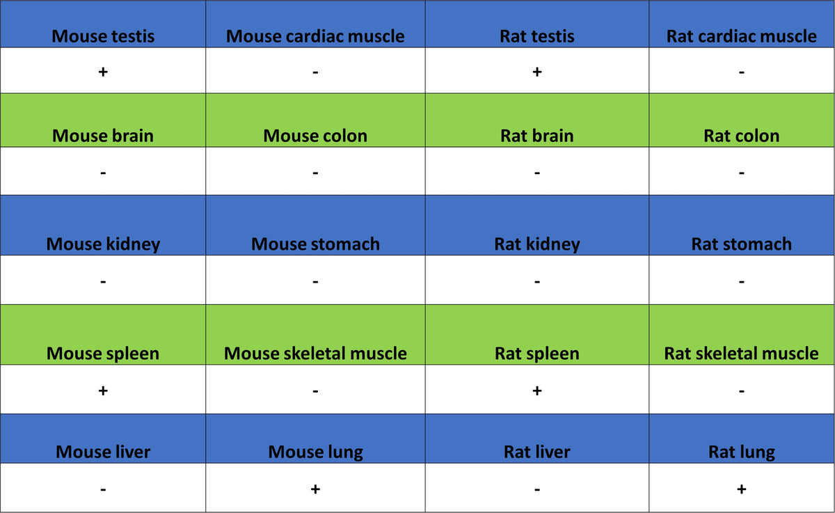 Stat4 Recombinant Rabbit mAb (S-4916-70)