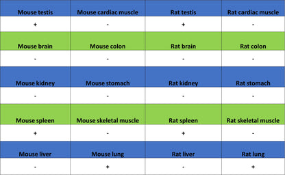 Stat4 Recombinant Rabbit mAb (S-4916-70)