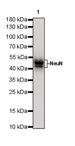 NeuN Recombinant Rabbit mAb (SDT-432-1)