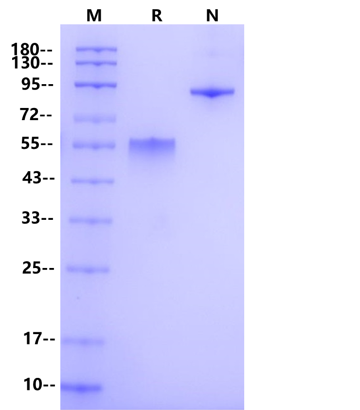 PVRIG mFc Chimera Protein, Human