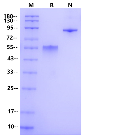 PVRIG mFc Chimera Protein, Human