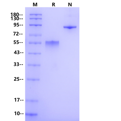 Product image media