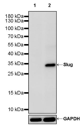 Slug Recombinant Rabbit mAb (S-3177)