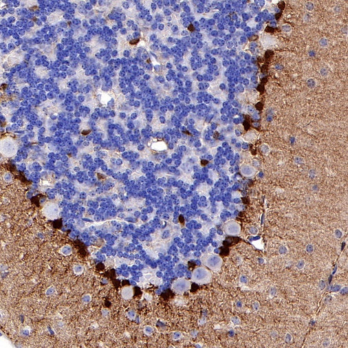 FABP7 Recombinant Rabbit mAb (S-762-114)