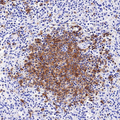 S-RMab® CD79B Recombinant Rabbit mAb (SDT-R513)